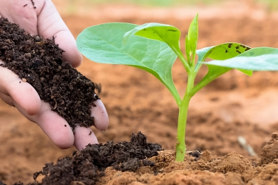 Sabut kelapa menjaga kelembaban media tanam