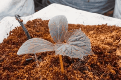 Sabut kelapa menjaga kelembaban media tanam