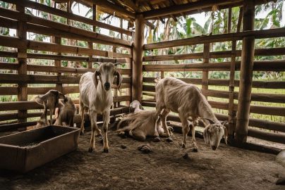 modal ternak kambing etawa