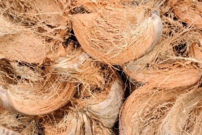 Workshop Cocomesh sebagai Solusi Bioindustri Sekolah