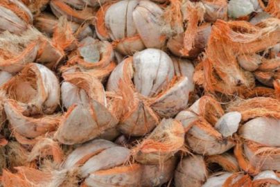 cara kupas sabut kelapa