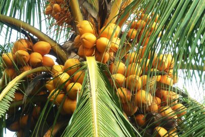 menanam pohon kelapa organik