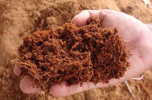 Pelatihan Pembuatan Cocodust dan Cocofiber untuk Remaja