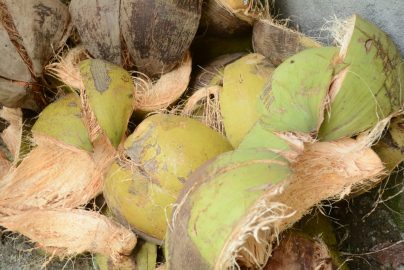 Edukasi Sabut Kelapa untuk Program Adiwiyata Sekolah