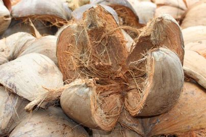 sabut kelapa alami