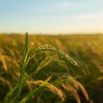 Kelebihan Menggunakan Mesin Pemotong Padi