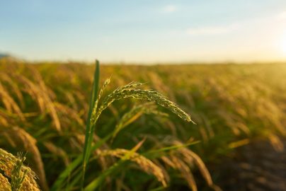 Kelebihan Menggunakan Mesin Pemotong Padi