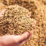 cara meningkatkan hasil panen