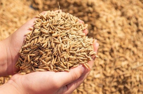 cara meningkatkan hasil panen