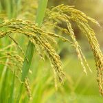 Konsep pengolahan padi modern