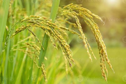 Konsep pengolahan padi modern