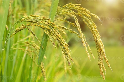 Konsep pengolahan padi modern