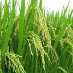 Performa alat pengolah padi