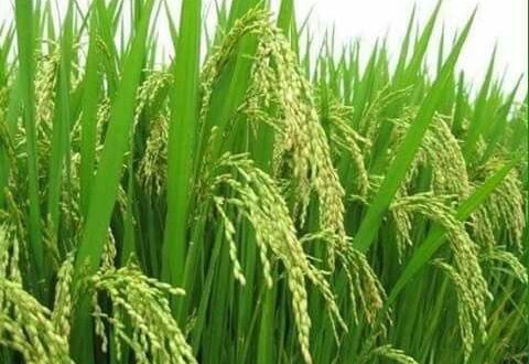 Performa alat pengolah padi