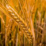 Kegunaan Mesin Panen Padi