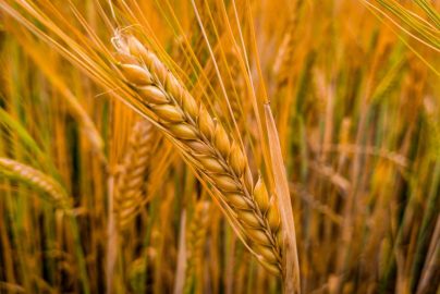 Kegunaan Mesin Panen Padi