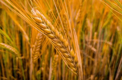 Kegunaan Mesin Panen Padi