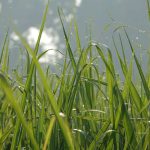 Kegunaan Pencacah Rumput Pakan Ternak