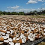 cara mengeringkan kopra dengan cepat
