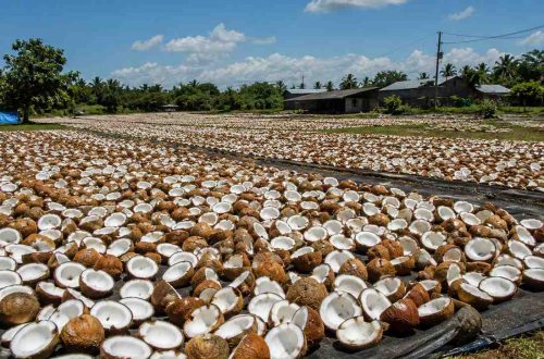 cara mengeringkan kopra dengan cepat