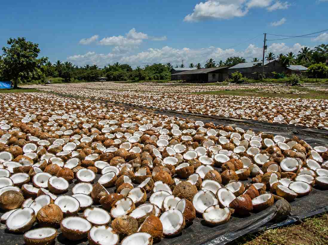 cara mengeringkan kopra dengan cepat