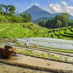 cara membajak sawah efisien