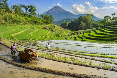 cara membajak sawah efisien