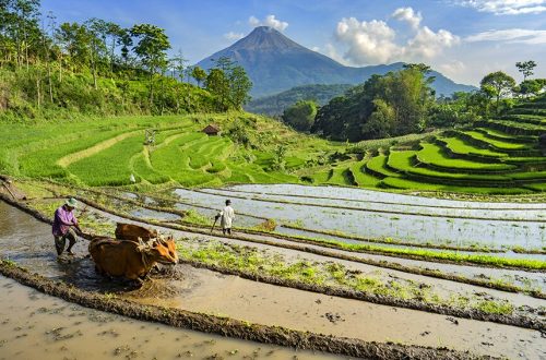 cara membajak sawah efisien