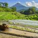 cara membajak sawah efisien