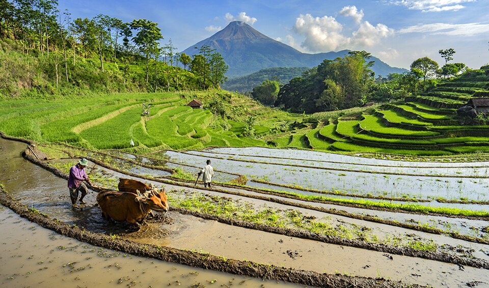 cara membajak sawah efisien