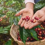 buah kopi yang sudah matang