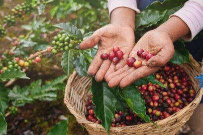 buah kopi yang sudah matang