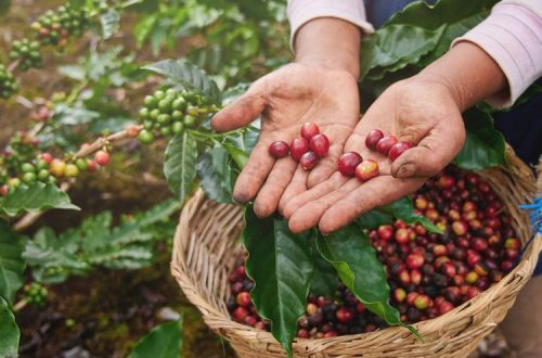 buah kopi yang sudah matang
