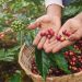 buah kopi yang sudah matang