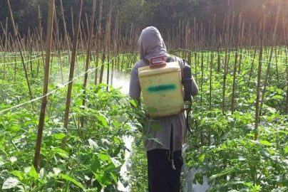 tips menyemprot tanaman dengan aman