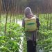tips menyemprot tanaman dengan aman