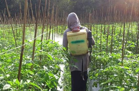 tips menyemprot tanaman dengan aman
