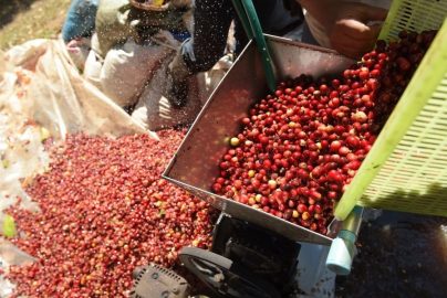 pulping kopi dalam pengolahan