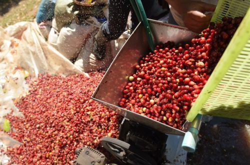 pulping kopi dalam pengolahan