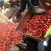 pulping kopi dalam pengolahan