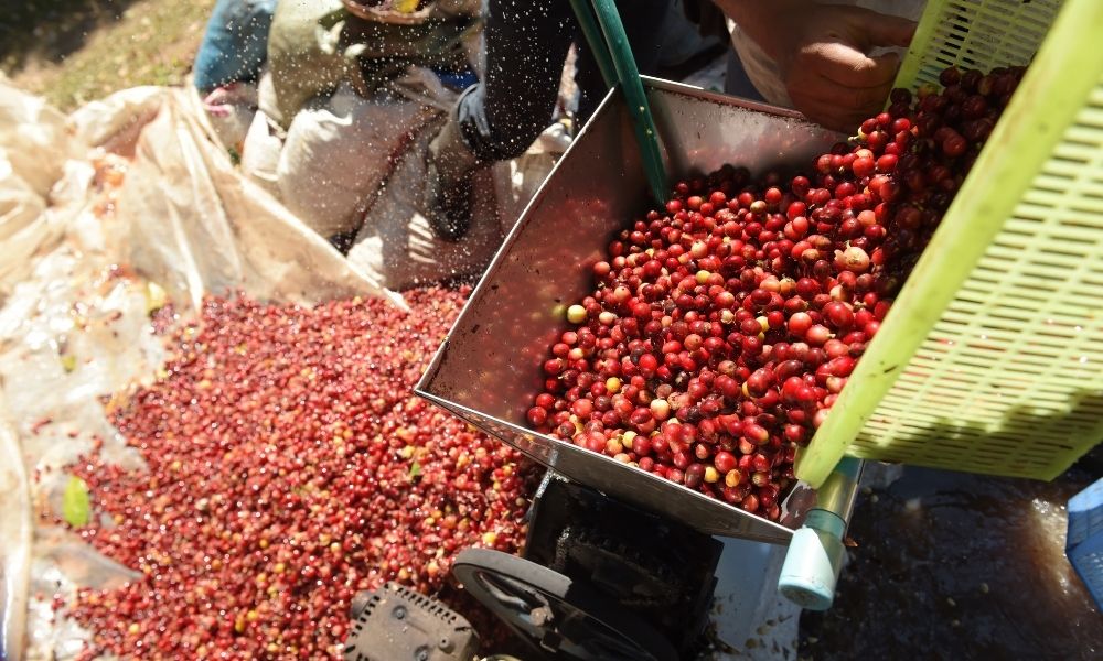 pulping kopi dalam pengolahan